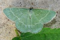 Chlorissa viridata