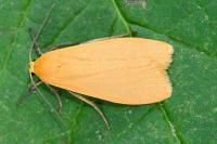 Wittia sororcula