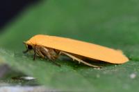 Wittia sororcula