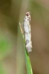 Homoeosoma sinuella