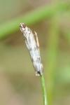 Homoeosoma sinuella