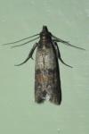Plodia interpunctella