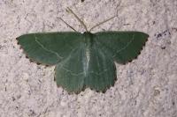Thalera fimbrialis