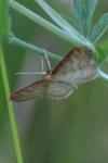 Idaea humiliata