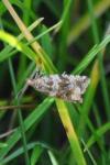 Celypha cespitana
