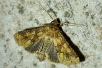 Conisania luteago olbiena