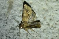 Conisania luteago olbiena