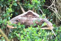 Saturnia pyri