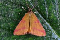 Lythria purpuraria