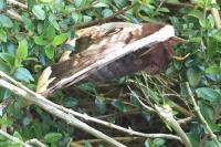 Saturnia pyri
