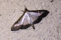 Cydalima perspectalis