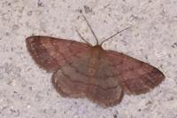 Scopula rubiginata
