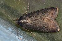 Peridroma saucia