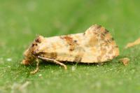 Cochylis molliculana