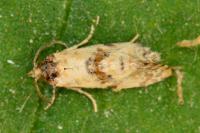 Cochylis molliculana