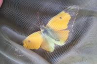 Colias crocea