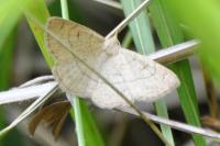 Paracolax tristalis