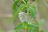 Sitochroa palealis
