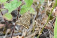 Loxostege sticticalis