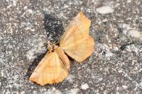 Selenia dentaria