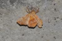 Selenia dentaria