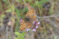 Melitaea cinxia