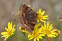 Euclidia glyphica