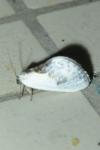 Cilix glaucata