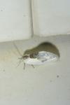 Cilix glaucata