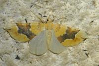 Cidaria fulvata