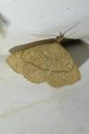 Paracolax tristalis