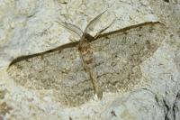 Hypomecis punctinalis