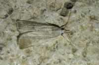 Calamotropha paludella