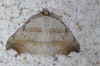 Laspeyria flexula