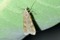 Nomophila noctuella