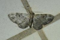 Pasiphila rectangulata