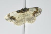 Ligdia adustata