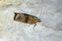 Celypha striana