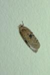 Agonopterix propinquella