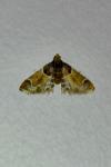 Pyralis farinalis