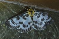Anania hortulata
