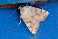 Cosmia trapezina