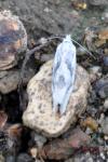 Eucosma