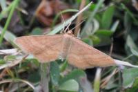 Idaea ochrata