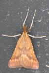 Synaphe punctalis