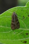 Nomophila noctuella