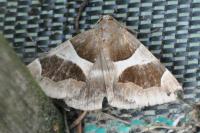 Dysgonia algira
