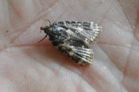Aglossa caprealis