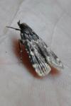 Aglossa caprealis