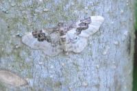Idaea rusticata